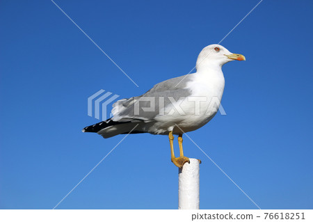 Single seagull with folded wings and closed beak against blue sky 76618251