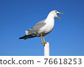 Large seagull with an open beak against blue sky, beautiful seabird stands on pole and shouts 76618253