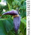 banana flower, blossom bananas tree, opened petal fo banana bush, vertical view. 76618255