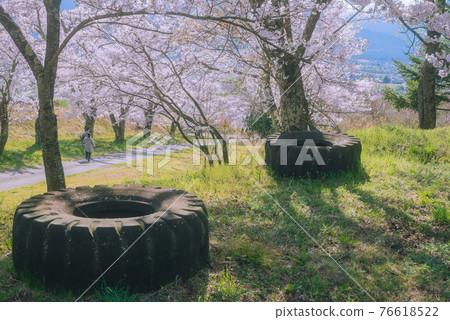 Huge tires and cherry blossoms [Uyama's row of cherry blossom trees] 76618522