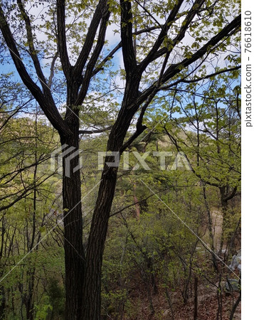 Bukhansan. National Park. Leaves. Snake. Trail 76618610