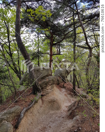 Bukhansan. National Park. Leaves. Snake. Trail 76618616
