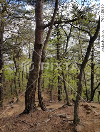 Bukhansan. National Park. Leaves. Snake. Trail 76618650