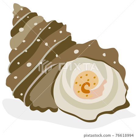 Shellfish / Sazae Shellfish / Sazae 76618994