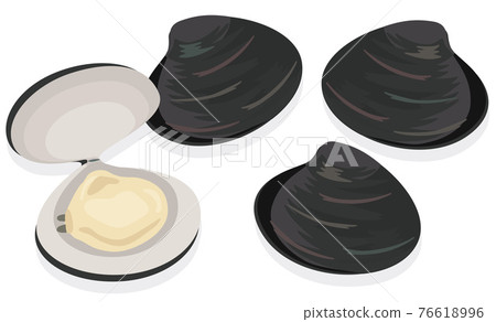 Shellfish / Clam shellfish 76618996