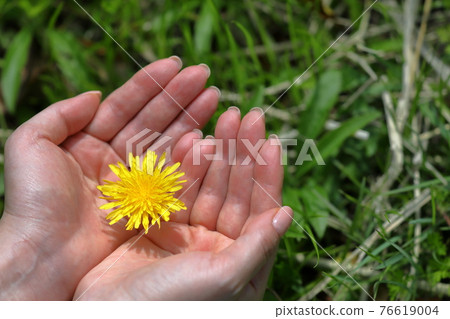 Softly wrap the dandelions illuminated by the warm spring light with your hands 76619004