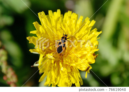 Chauliops fallax 76619048