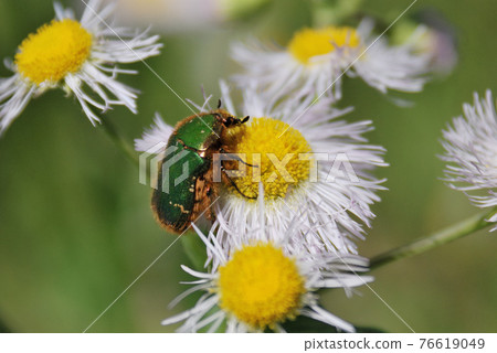 Core hanamuguri 76619049