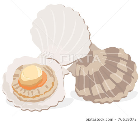 Shellfish / Scallops 76619072