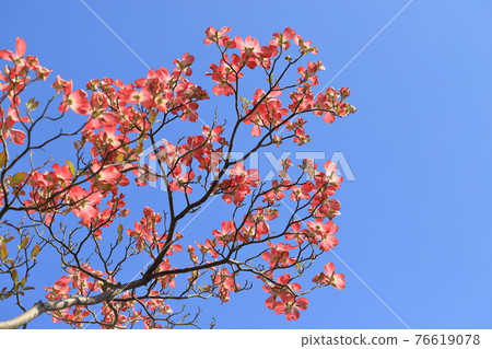 Dogwood in the blue sky and pink Dogwood in the blue sky and pink 76619078