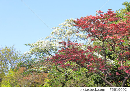 Red-white and pink three-color dogwood Red-white and pink three-color dogwood 76619092