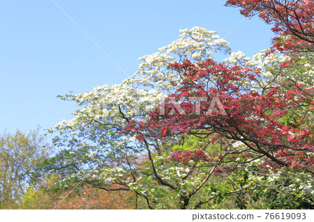 紅白色和粉紅色三色山茱wood 76619093