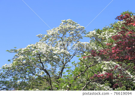 紅白色和粉紅色三色山茱wood 76619094