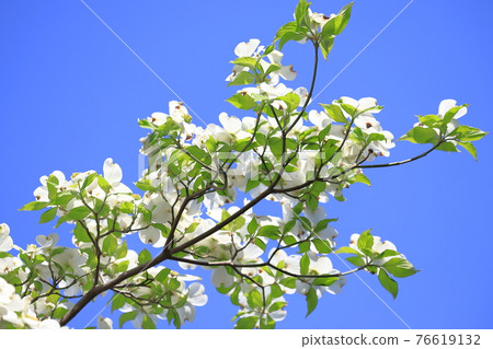 White dogwoods shining against the blue sky 76619132