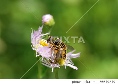 Mating of the Hoverfly 76619219