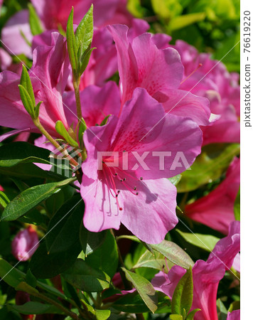 Up of azaleas 76619220