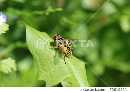 Stag beetle fly Stag beetle fly 76619221