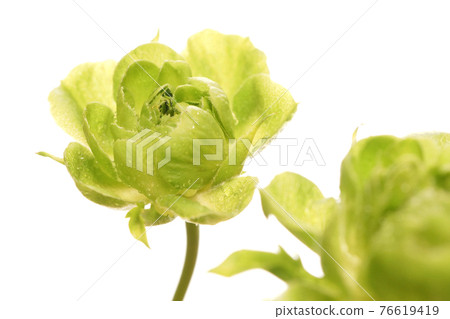 泡芙(綠玫瑰) 泡芙(綠玫瑰) 76619419