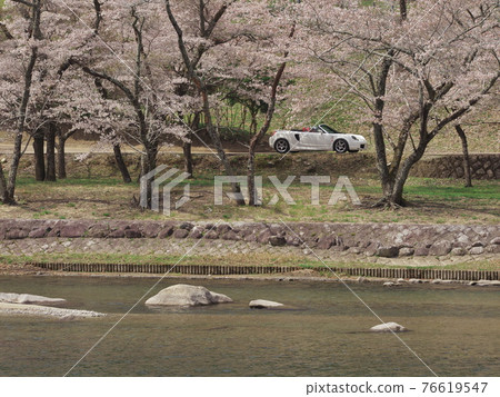 An open car running in Mami's waterside park, River Park, Hakusan-cho, Mie Prefecture, where the cherry blossoms are in full bloom 76619547