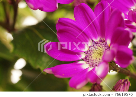 Pink cineraria Pink cineraria 76619570