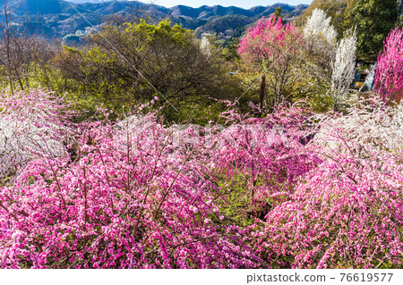 Colorful flower peach Colorful flower peach 76619577
