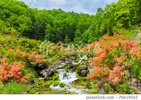 Chatsubomi Moss Valley and Japanese Azalea 1 Chatsubomi Moss Valley and Japanese Azalea 1 76619583