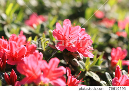 Azalea in full bloom close up 76619593