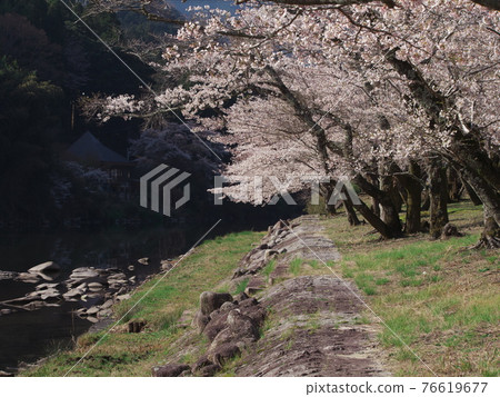 River Park Mami, Hakusan Town, Mie Prefecture, where the cherry blossoms are in full bloom 76619677