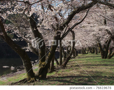 River Park Mami, Hakusan Town, Mie Prefecture, where the cherry blossoms are in full bloom 76619678