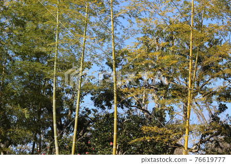 Expo'70 Commemorative Park Scenery in the park Spring [Osaka Prefecture] 76619777