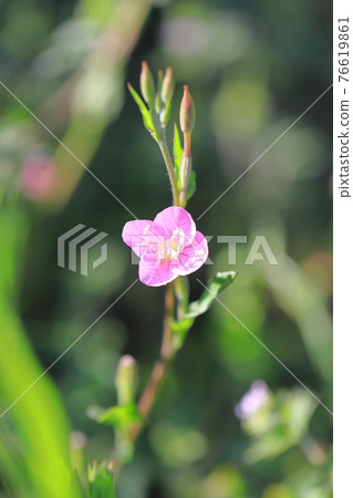 Pretty red flower evening primrose (evening primrose) 76619861
