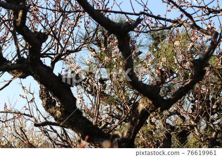 Expo'70 Commemorative Park Scenery in the park Plum spring [Osaka] 76619961