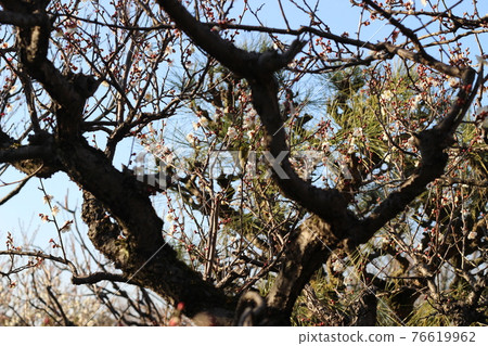 Expo'70 Commemorative Park Scenery in the park Plum spring [Osaka] 76619962