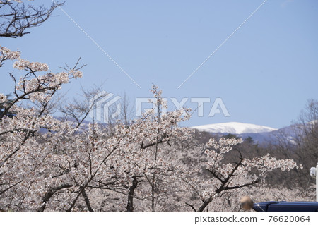 Cherry blossoms and snowy mountains 76620064