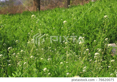 Coconut flower Coconut flower 76620075