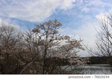 縣立有馬富士公園春櫻三田市[兵庫縣] 76620244