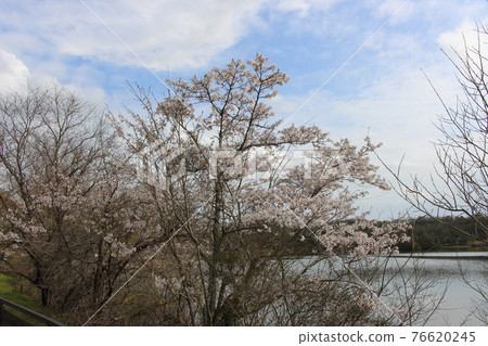 縣立有馬富士公園春櫻三田市[兵庫縣] 76620245