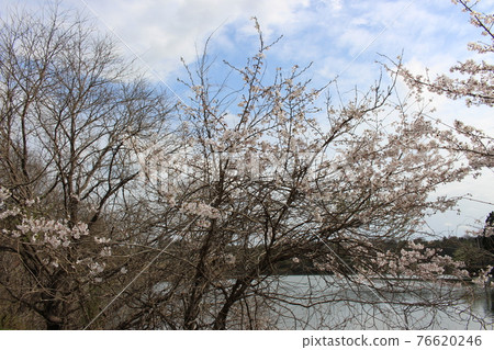 縣立有馬富士公園春櫻三田市[兵庫縣] 76620246