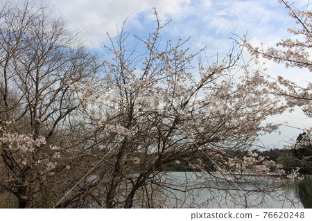 縣立有馬富士公園春櫻三田市[兵庫縣] 76620248