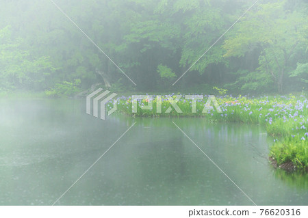 Shiga prefecture Takashima-shi Imazu town Hikibu shrimp colony shoots early in the morning 76620316