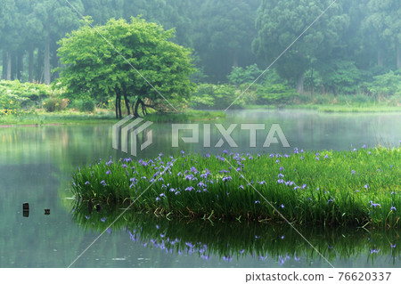 Shiga prefecture Takashima-shi Imazu town Hikibu shrimp colony shoots early in the morning 76620337