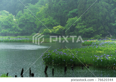 Shiga prefecture Takashima-shi Imazu town Hikibu shrimp colony shoots early in the morning 76620344