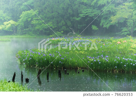 Shiga prefecture Takashima-shi Imazu town Hikibu shrimp colony shoots early in the morning Shiga prefecture Takashima-shi Imazu town Hikibu shrimp colony shoots early in the morning 76620353