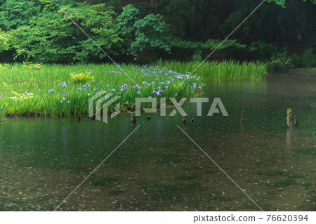 Shiga prefecture Takashima-shi Imazu town Hikibu shrimp colony shoots early in the morning 76620394