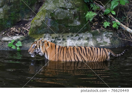 Close up bengal tiger is beautiful animal and dangerous in water at forest Close up bengal tiger is beautiful animal and dangerous in water at forest 76620449