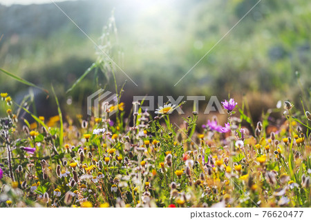 Sunny meadow Sunny meadow 76620477