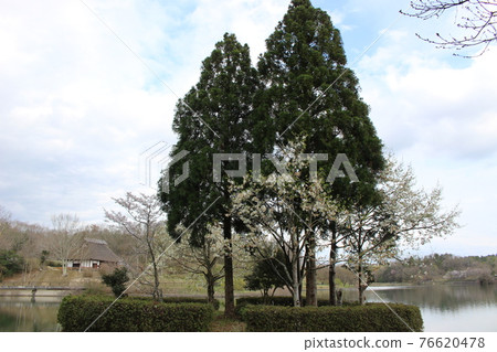 縣立有馬富士公園池塘，櫻花和茅吹私人住宅[兵庫縣] 76620478