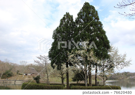 縣立有馬富士公園池塘，櫻花和茅吹私人住宅[兵庫縣] 76620480