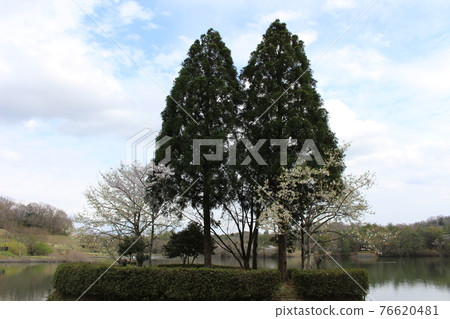 Prefectural Arimafuji Park Pond, Sakura and Kayabuki Private House [Hyogo Prefecture] 76620481