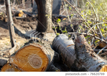 Macro photo of texture of tree stump, logging and firewood. The yellow grain of the wood is as visible as possible. Rings on a cutting of a tree. Firewood for fuel. Cross-cut trees 76620789